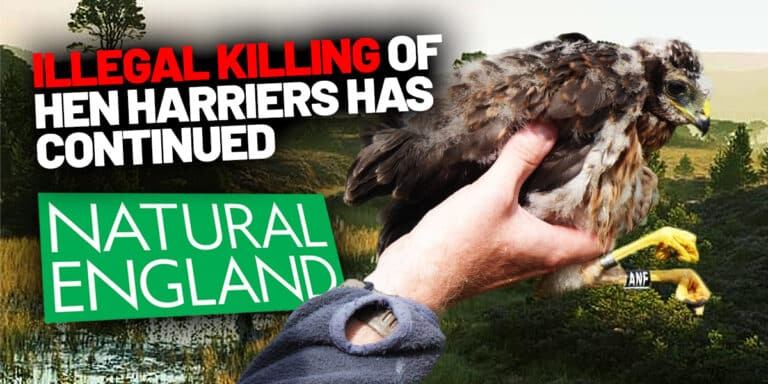 Hen Harrier Action Plan failure