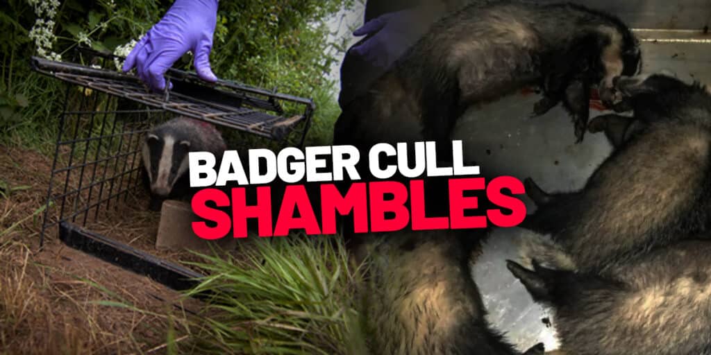 Badger Cull Shambles March 2025