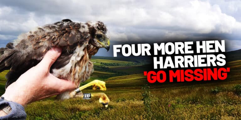 four more missing hen harriers april 2025