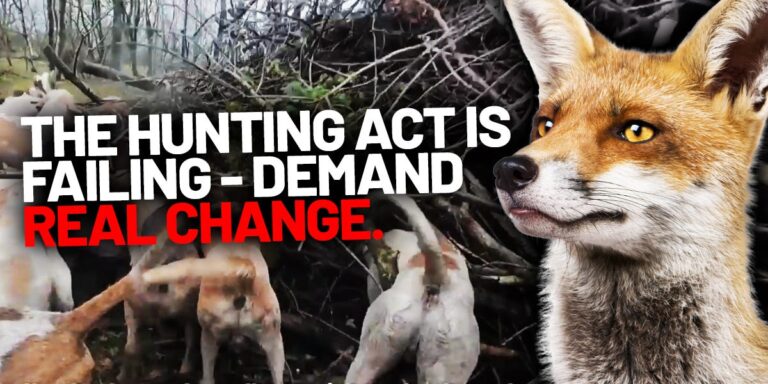 Enough is Enough: The Hunting Act is Failing—It’s Time to Demand Real Change Enough is Enough: The Hunting Act is Failing May 2025