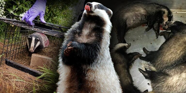 badger cull post may 2025
