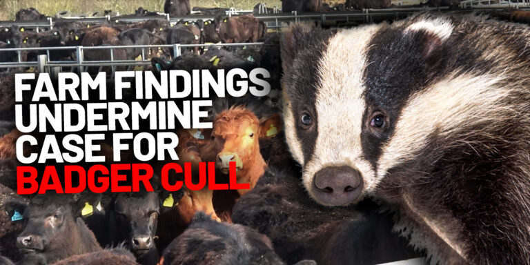 farm findings badger cull may 2025
