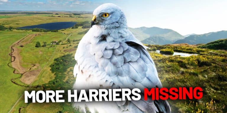 two male hen harriers disappear geltsdale may 2025