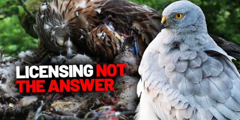 rspb pushing licensing may 2025