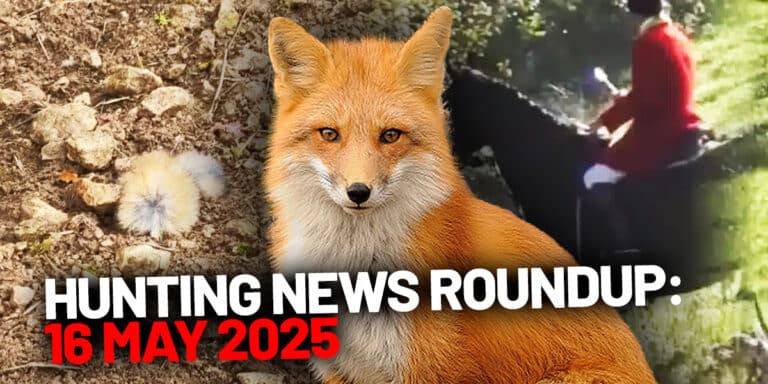 fox hunting roundup16may2025 header image