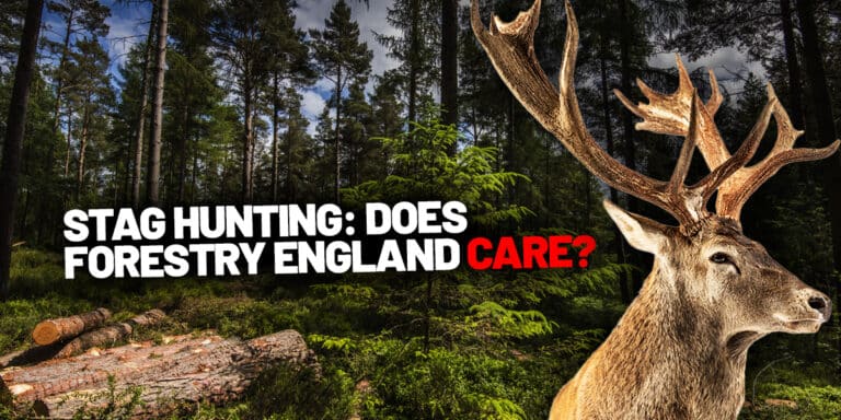 stag hunting forestry england may 2025