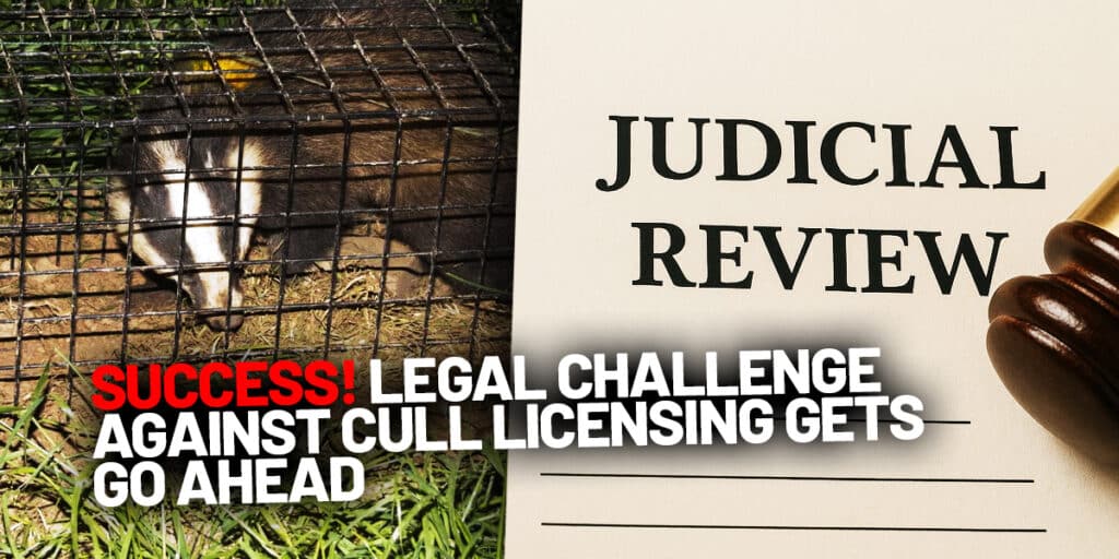 Legal challenge against badger cull licensing gets go ahead May 2025 header image