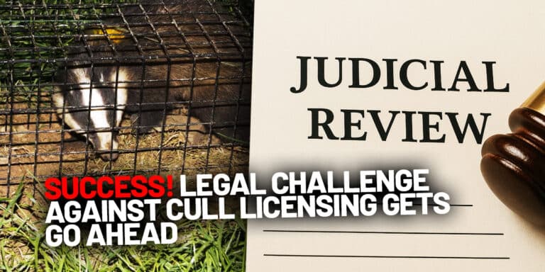 Legal challenge against badger cull licensing gets go ahead May 2025 header image