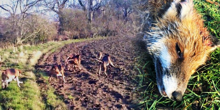 Holderness Hunt KIll dropped May 2025