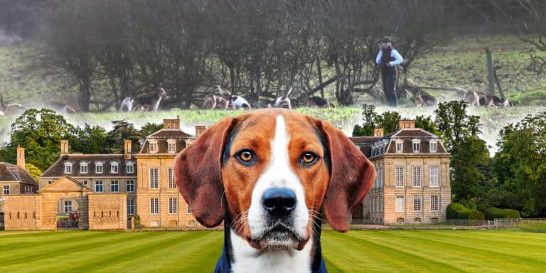 Pipewell Foot Beagles hare hunting june 2025