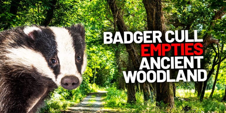 badger cull empties ancient woodland june 2025