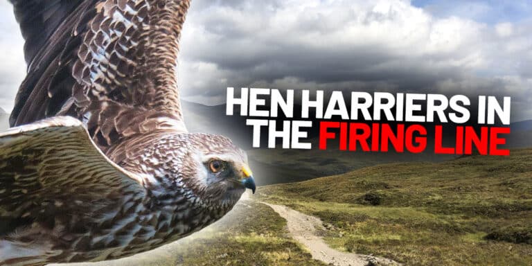 hen harriers in the firing line june 2025