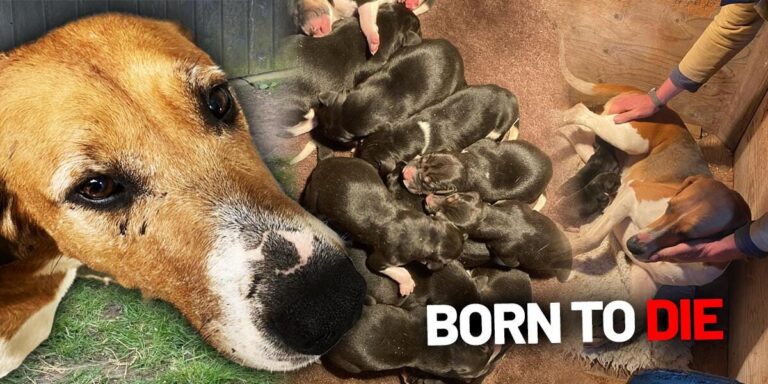 hound puppies born to die june 2025
