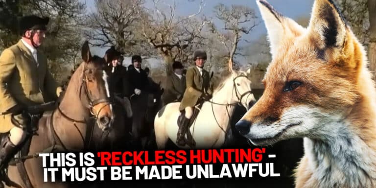 wynnstay hunt reckless hunting june 2025