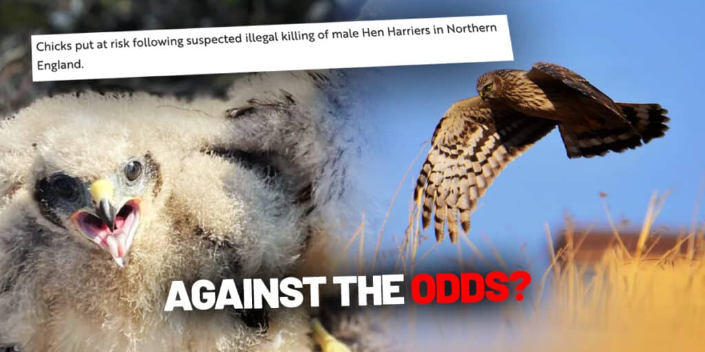 hen harrier chicks survive against the odds july 2025
