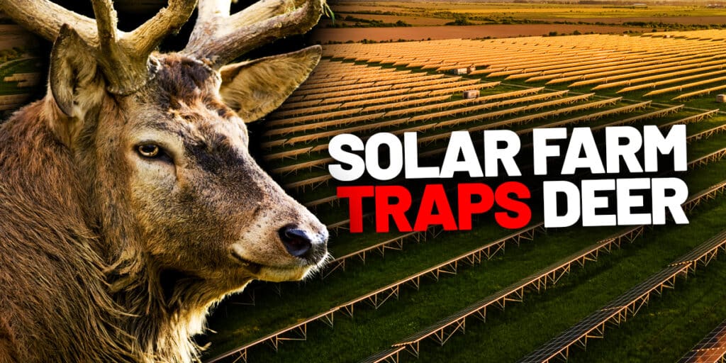 solar farm traps deer july 2025