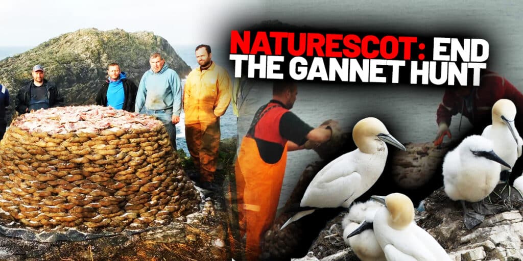 gannet hunt sula sgeir july 202