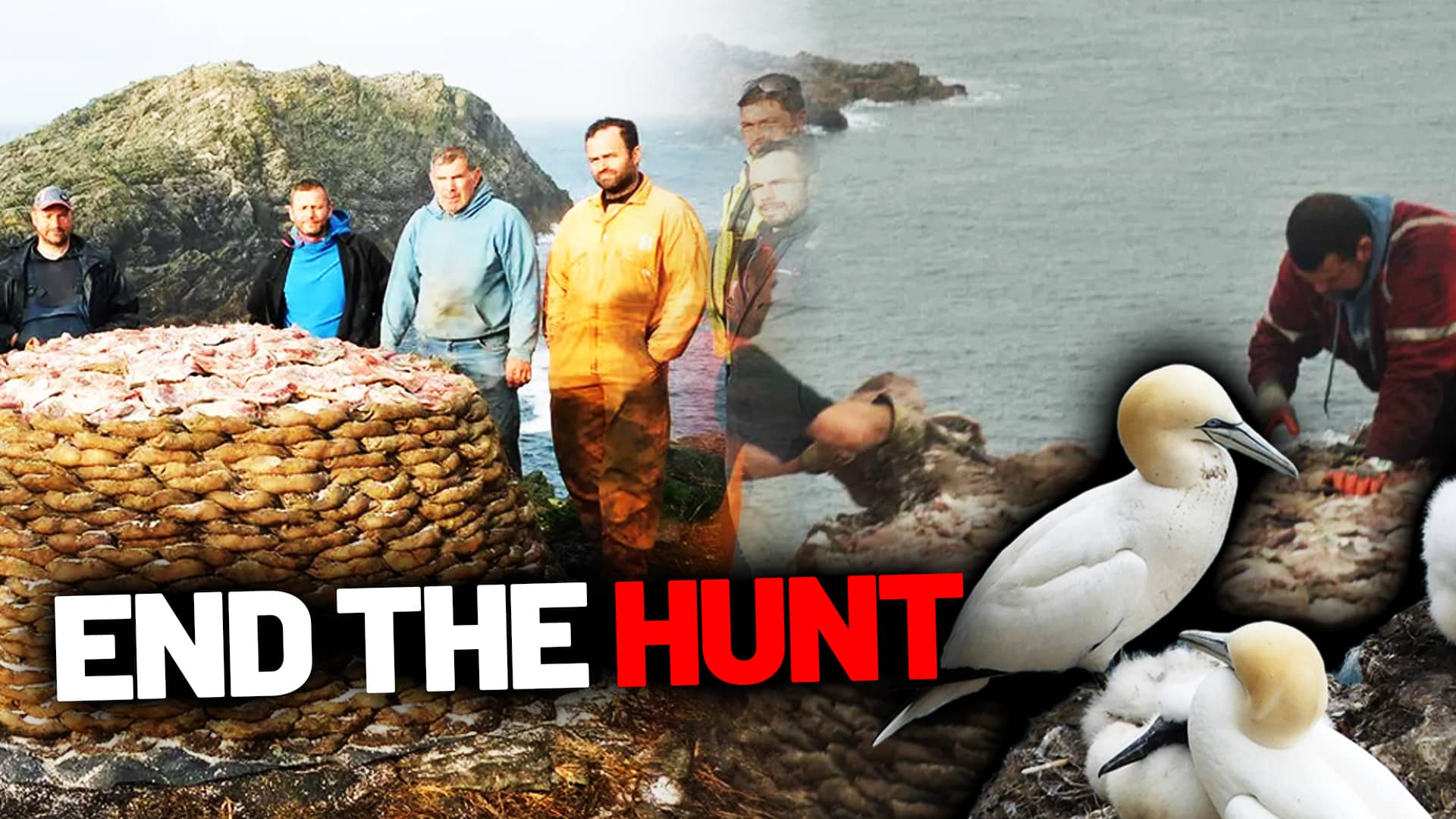 gannet hunt petition header july 2025