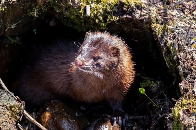 mink on unsplash july 2025