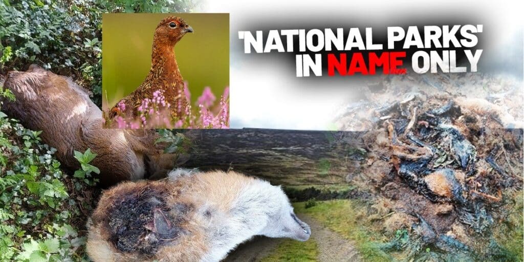 'nationalparks' header image july 2025