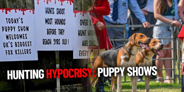 hunt hypocrisy puppy shows July 2025