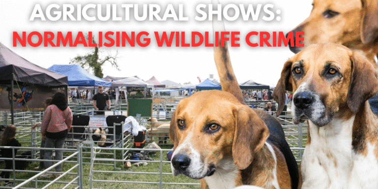 AGRICULTURAL SHOWS NORMALISING WILDLIFE CRIME