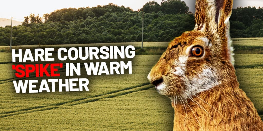 hare coursing spike august 2025