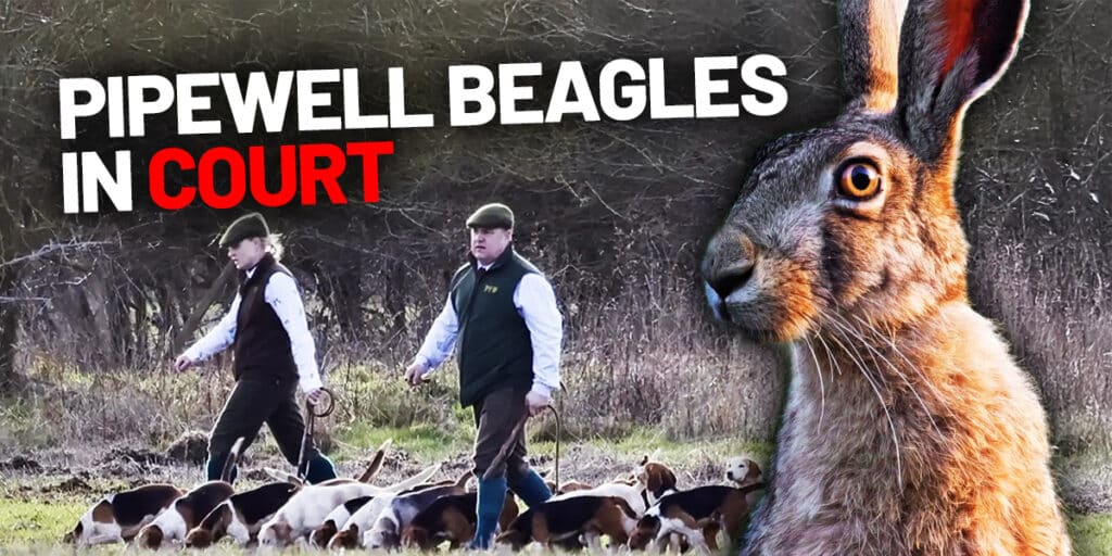 Pipewell Beagles in Court
