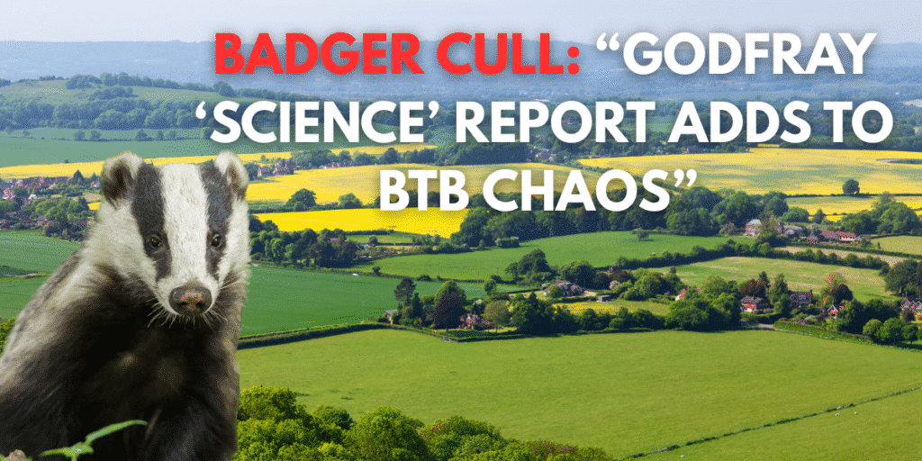 Badger Cull Godfray chaos Sept 25