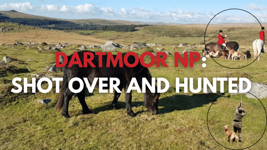 DARTMOOR SHOT OVER AND HUNTED