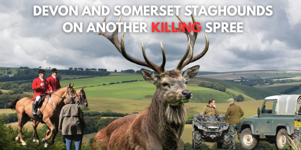 Devon and Somerset Staghounds on killing spree September 2025