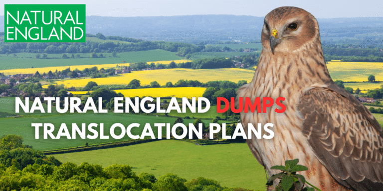 Natural England dumps hen harrier scheme september 2025