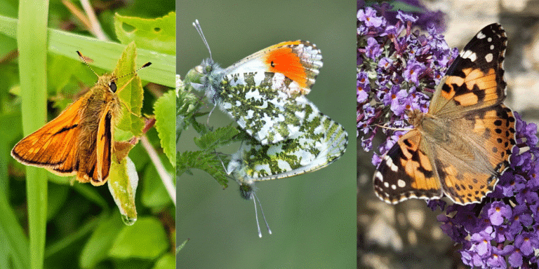 butterfly conservation september 2025