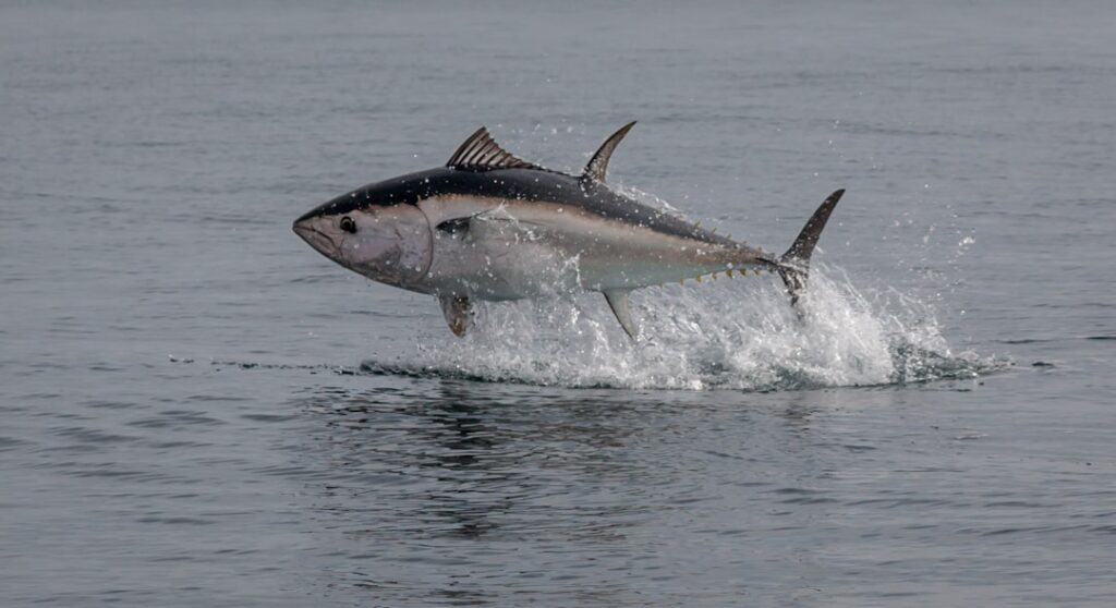 bluefin tuna Photo by Ray Harrington on Unsplash