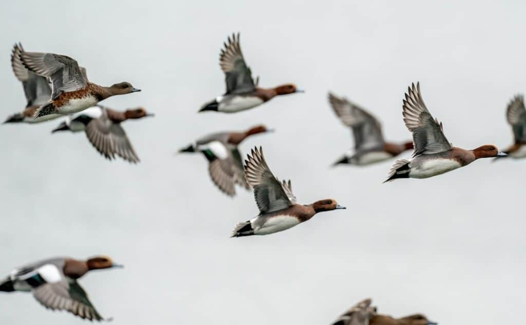 pwigeon on Unsplash Lindisfarne sept 2025