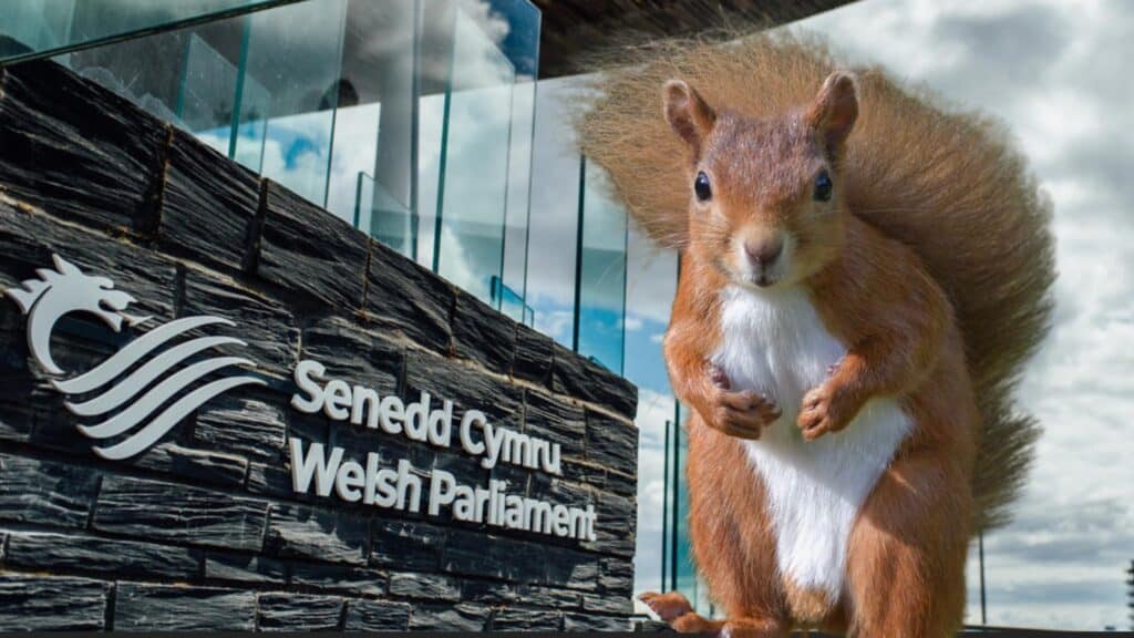 Red Squirrels Senedd July 26