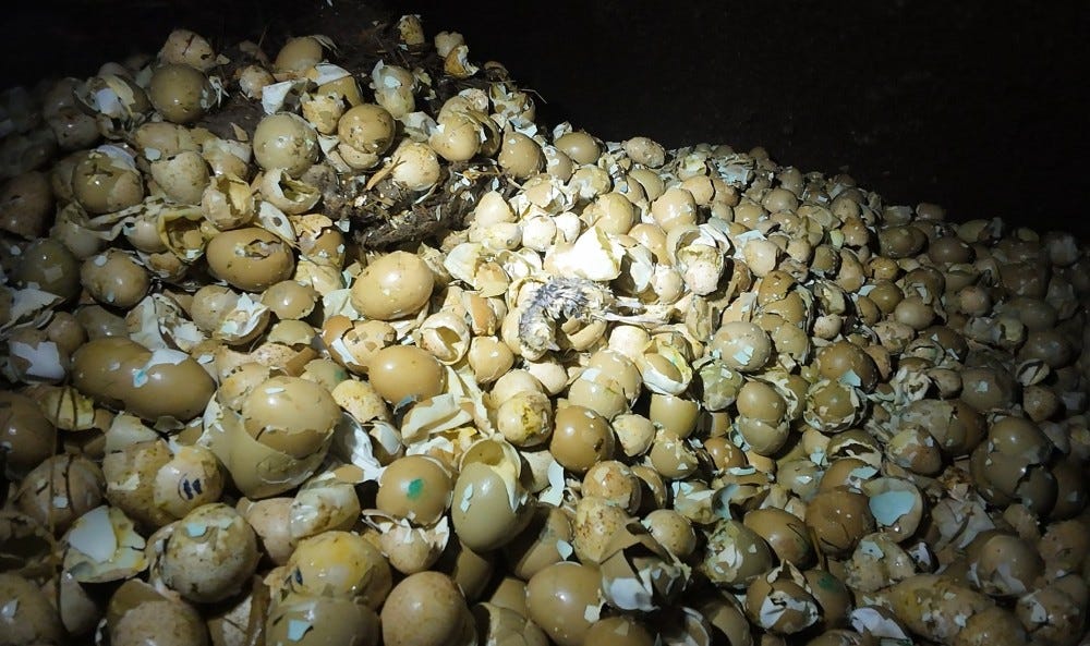 chick in egg pile july 2026