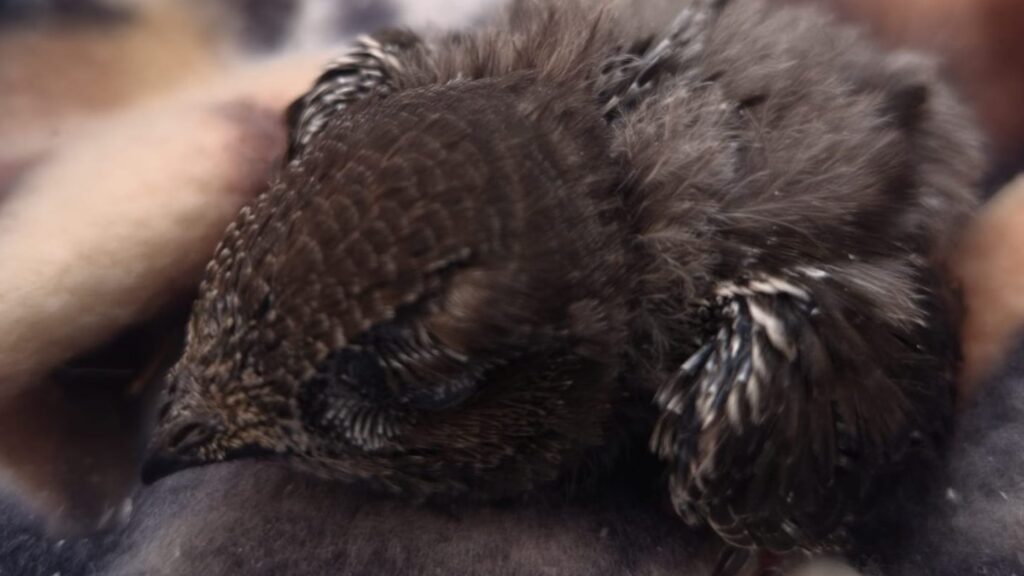 swift chick dumped in skip july 26