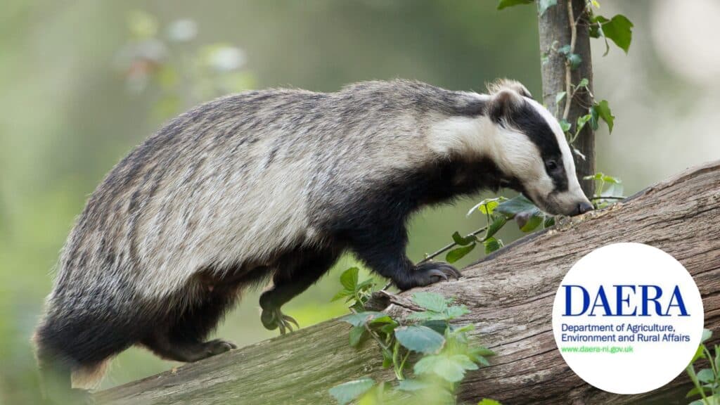eye on the wild TEN badger cull NI