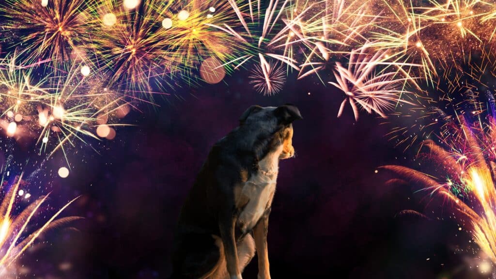 firework petition july 26