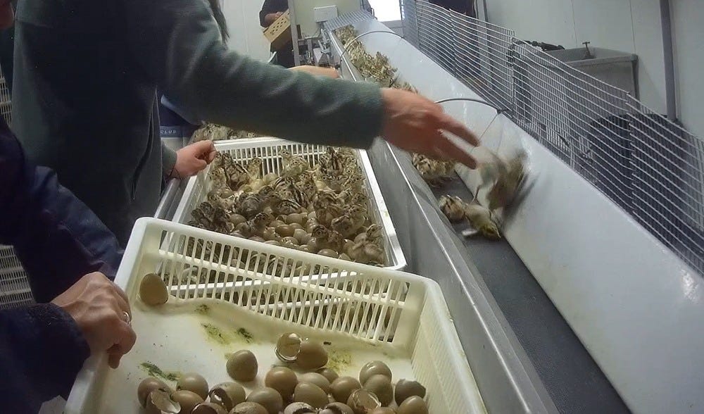 pheasant hatchery aug 26